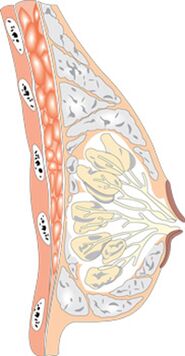 La estructura del pecho femenino.